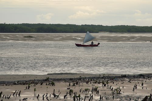 A boat on the water with birds on the shore