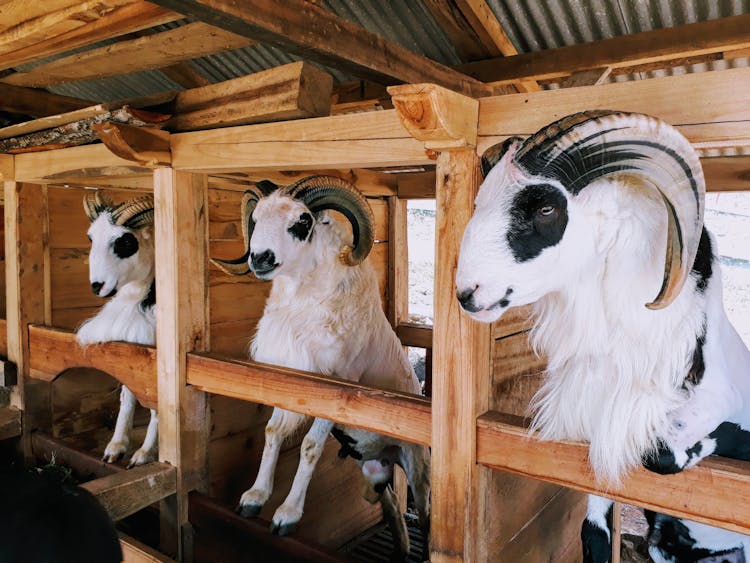 Rams In A Barn