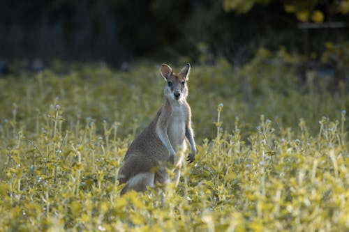 A kangaroo standing in the middle of a field