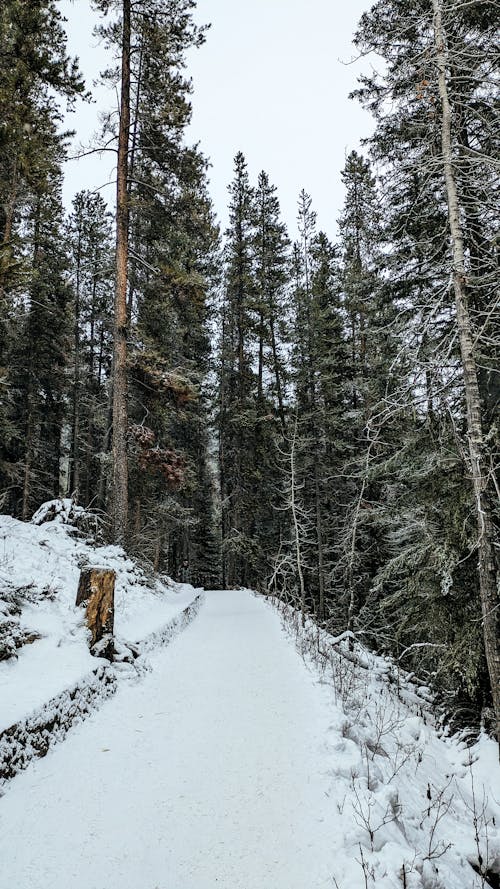 A snowy path in the woods with trees