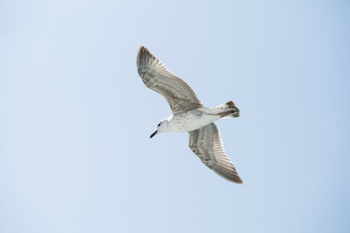 Фотография летящей белой птицы под низким углом