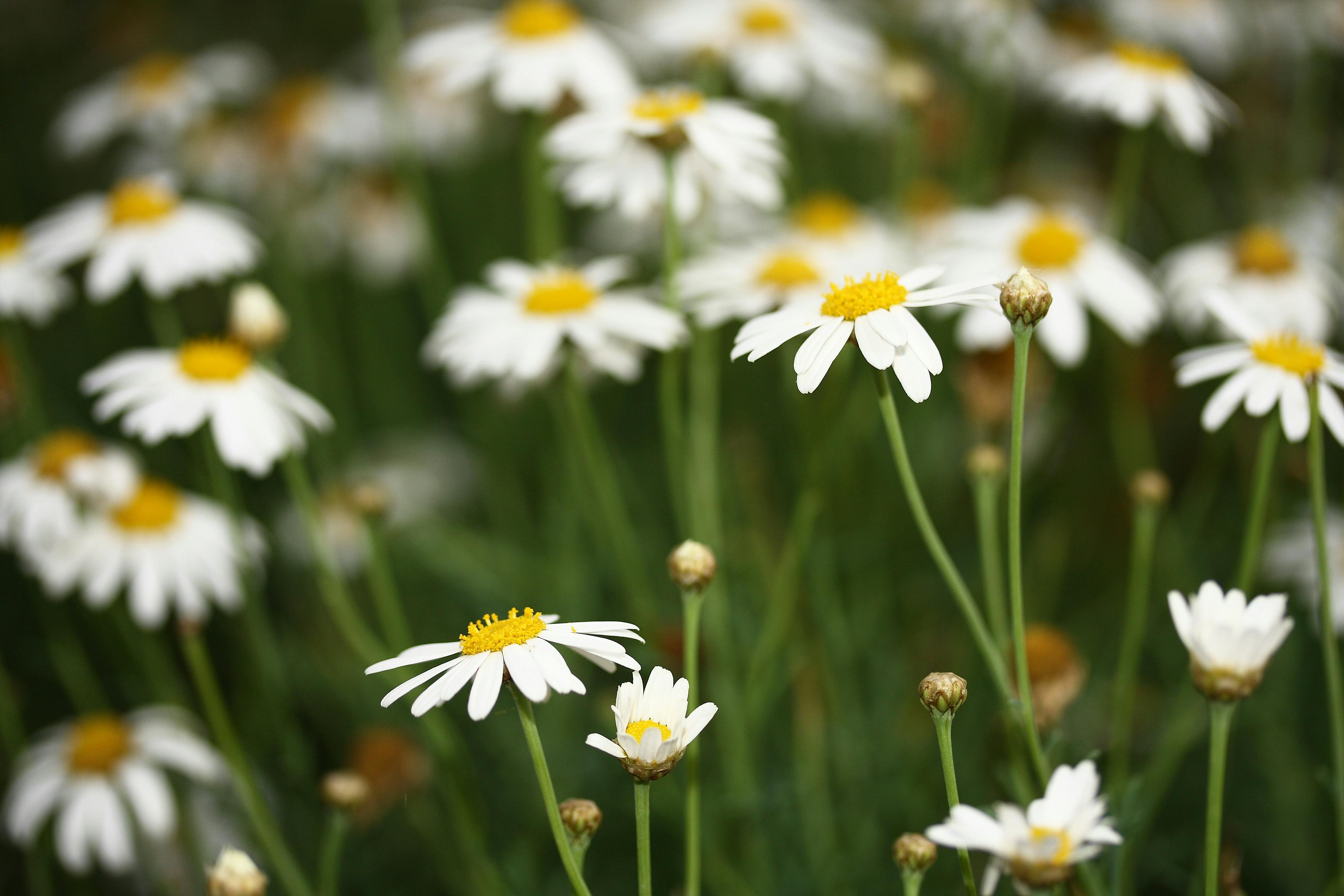 Free stock photo of daisy, flowers, green