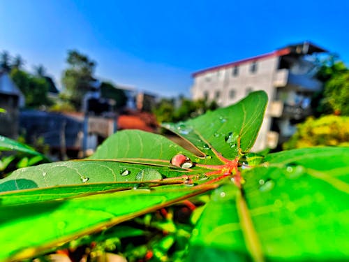 Fotos de stock gratuitas de colores vibrantes, fotografía macro, gota de agua