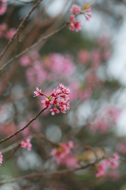 Gratis arkivbilde med blomst, ferskenblomst