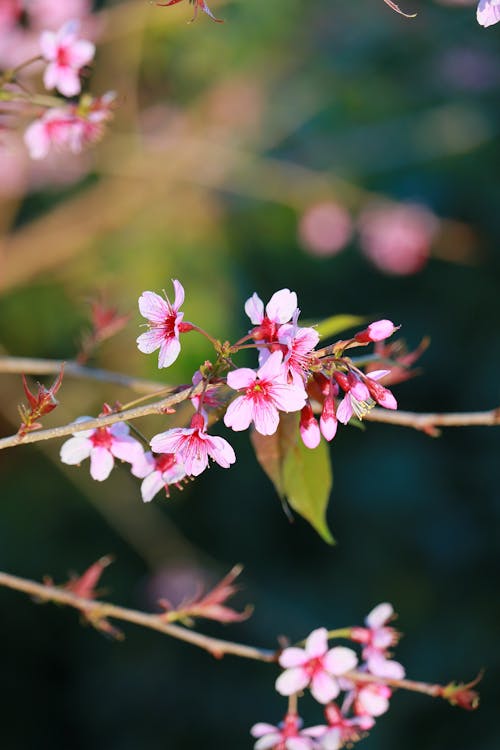 bahar, çiçekler, dallar içeren Ücretsiz stok fotoğraf