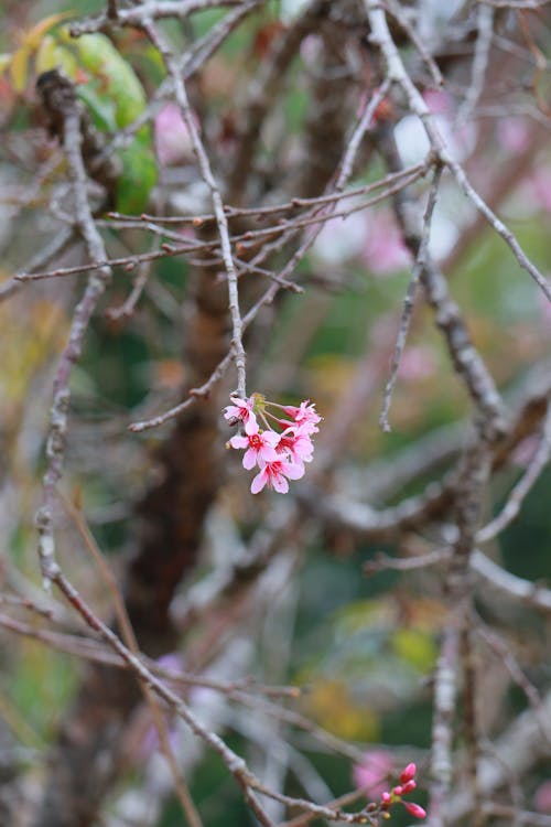 Gratis arkivbilde med blomster, blomstre, ferskenblomst