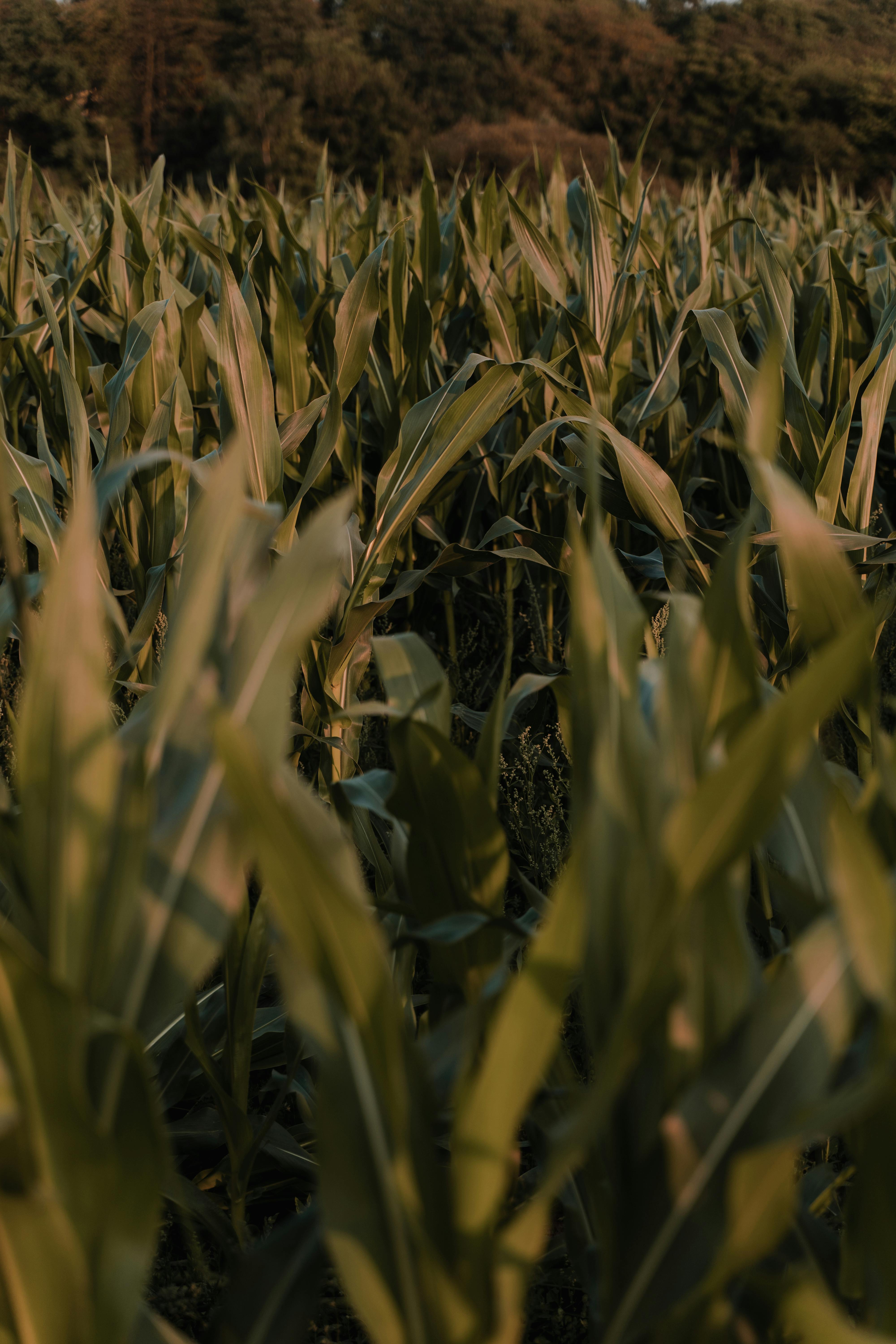 A serene cornfield in a rural area, bathed in soft summer sunlight.
