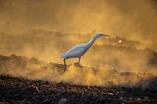 Heron in Fog