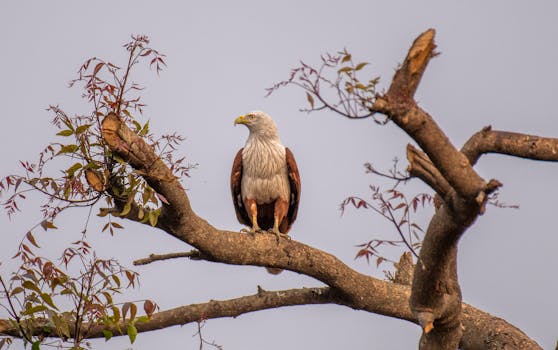 A Brahminy Kite perches on a tree branch, capturing its majestic presence in the wild.