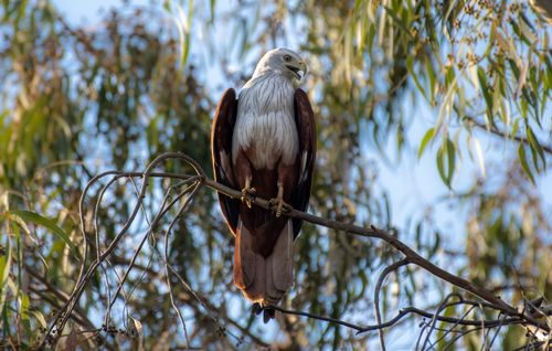 Free A stunning Brahminy Kite majestically perched on a branch amidst lush foliage, captured in brilliant detail. Stock Photo
