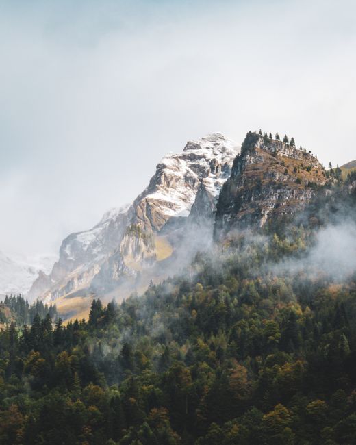 Misty morning landscape with snowcapped mountain peaks, dense forest, and scenic foggy atmosphere.