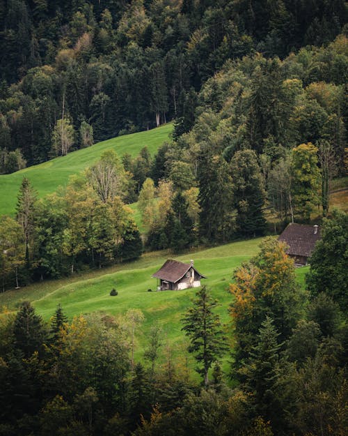 A small cabin in the middle of a forest