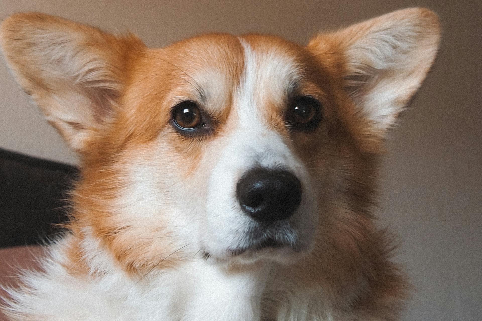 Adorable Sad Corgi