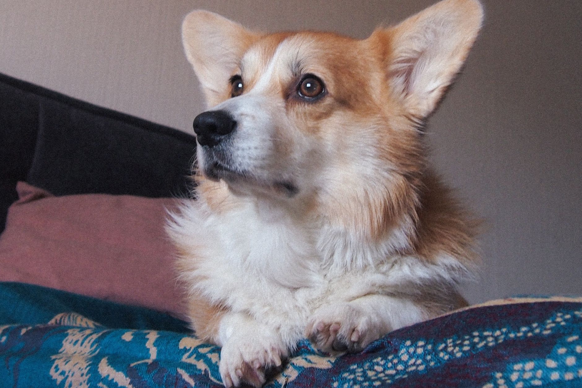 Healthcare and wellness consultation for a pet