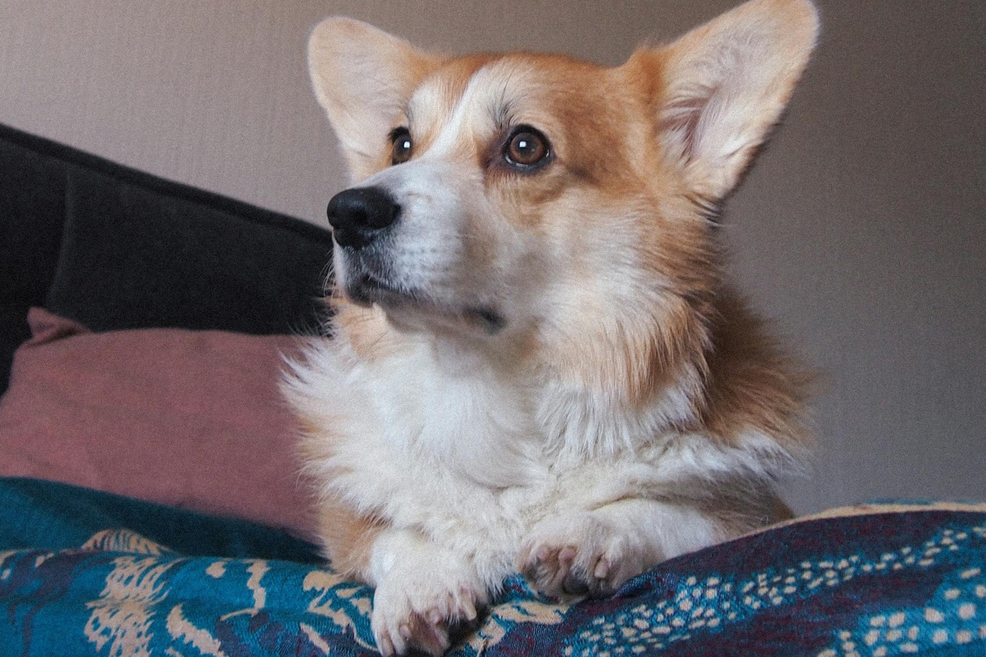 Adorable Pensive Corgi