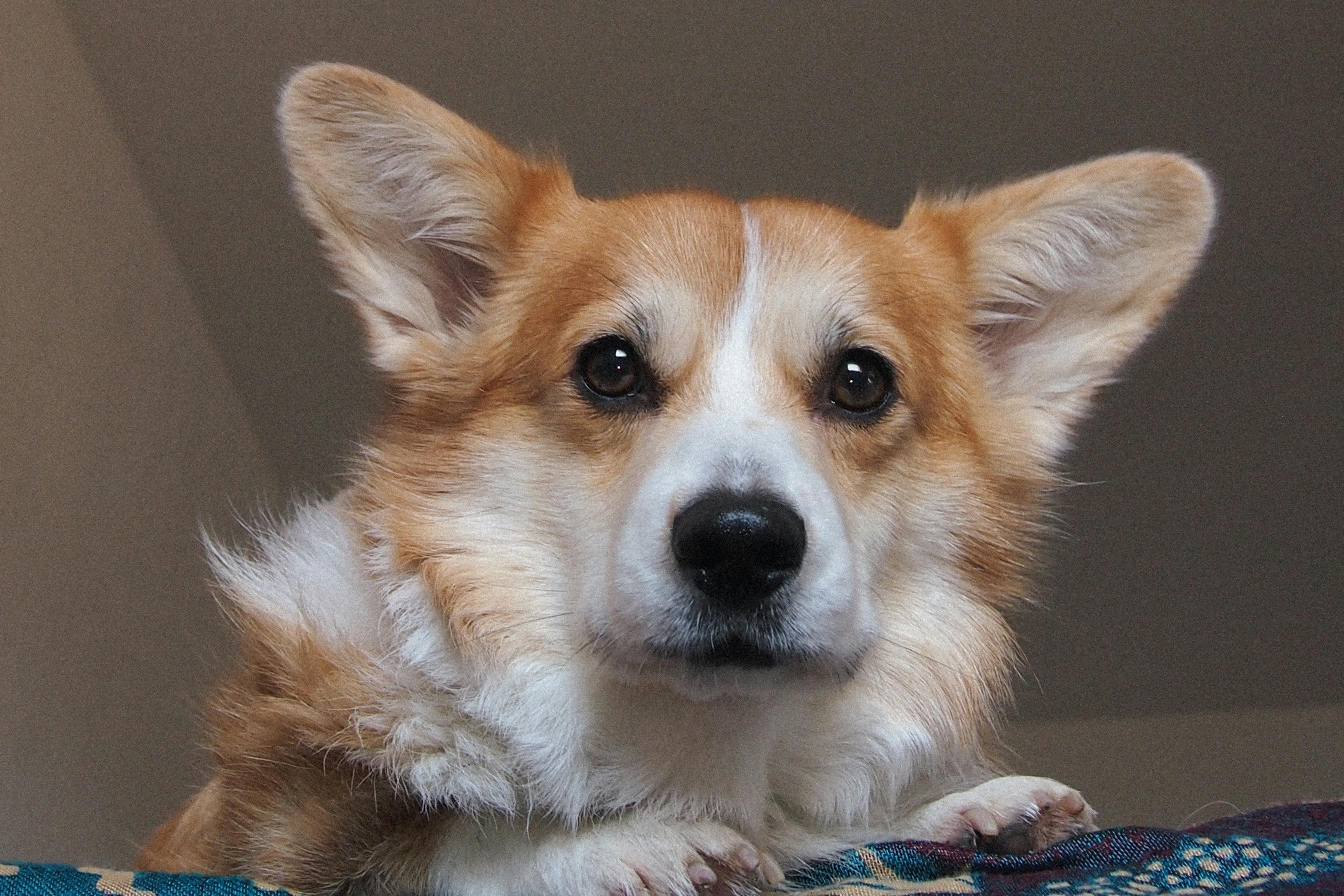 Head of Pembroke Welsh Corgi