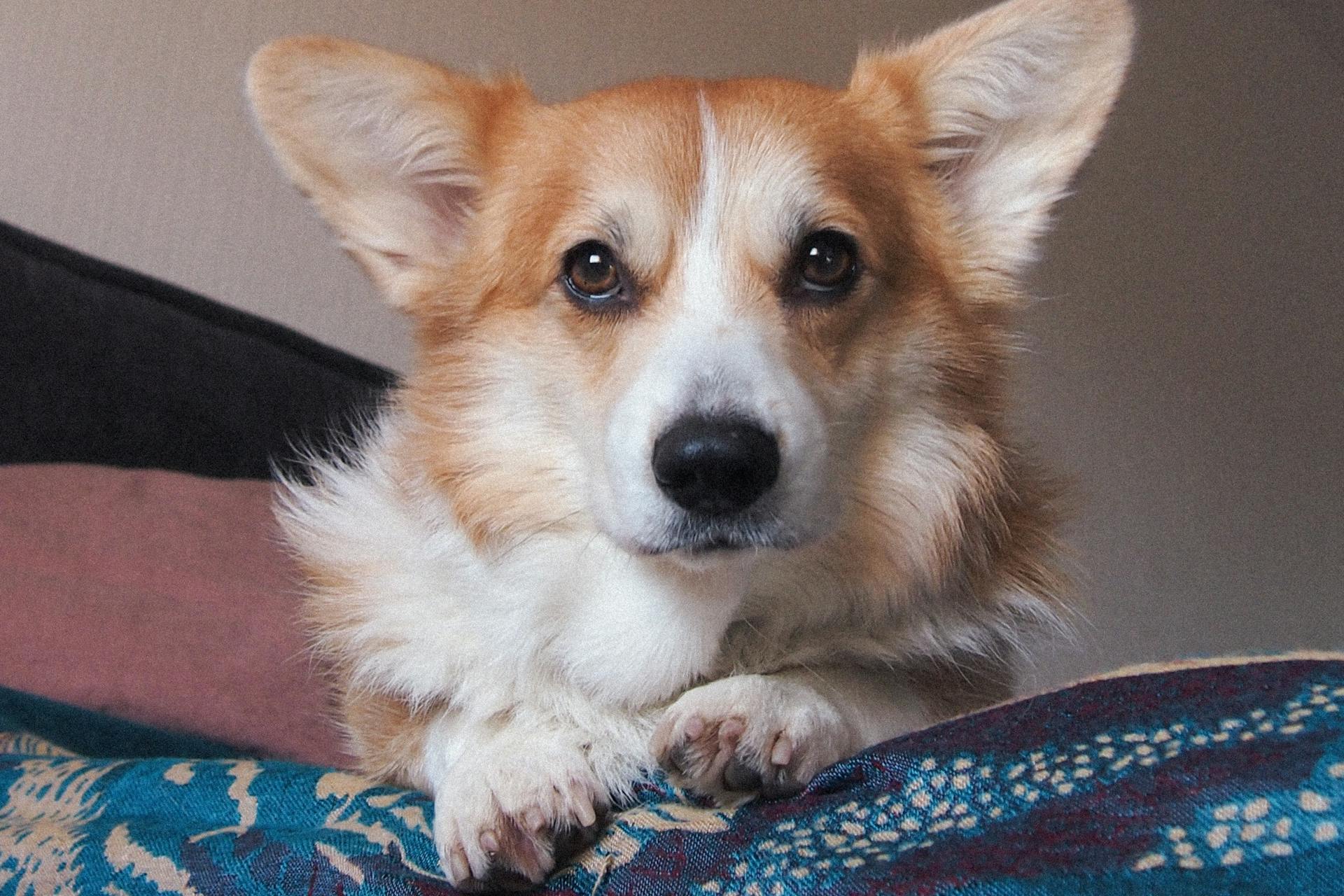 Head of Pembroke Welsh Corgi