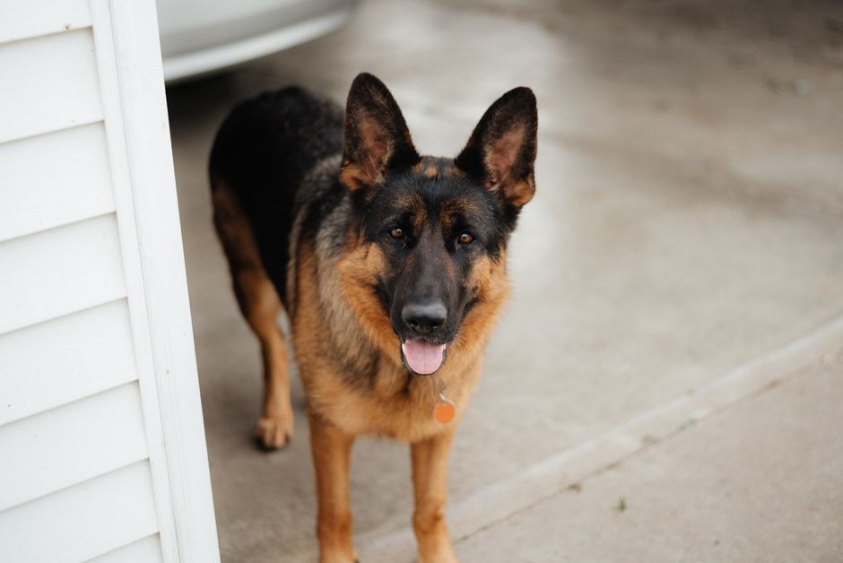 7 Best Hip and Joint Supplement for German Shepherd Mobility 7 Best Hip and Joint Supplement for German Shepherd Mobility