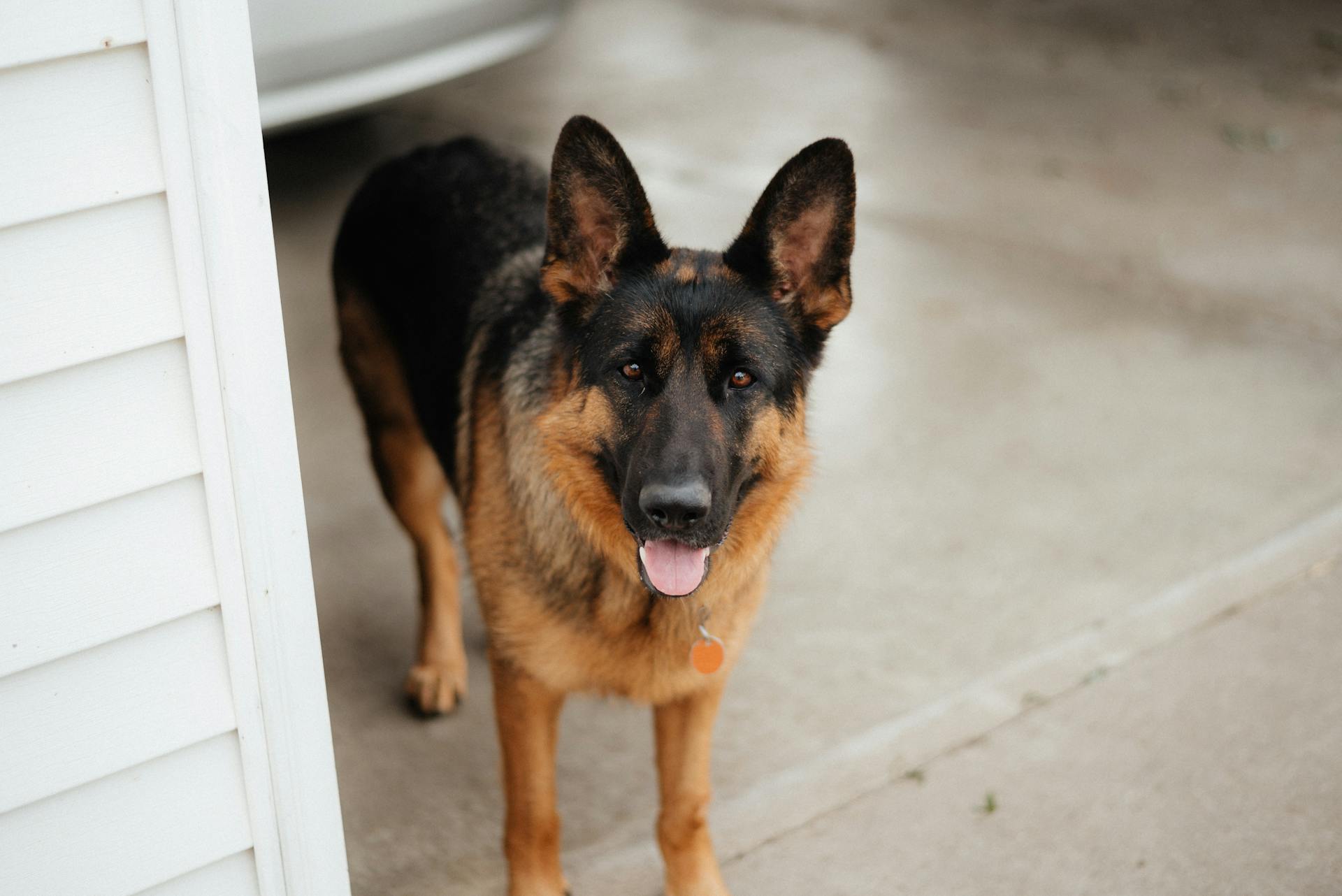 Chien de berger allemand