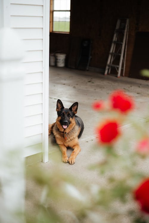 Foto stok gratis anjing, anjing gembala jerman, bunga-bunga