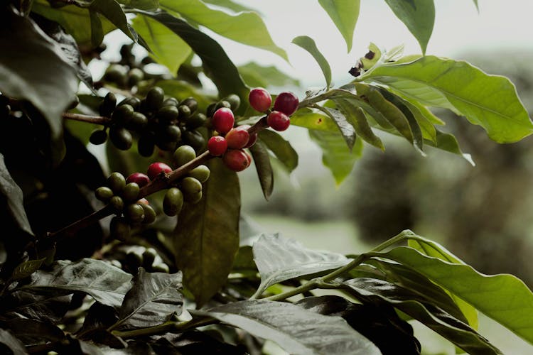 Red Berry Fruit