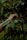 coffee farm