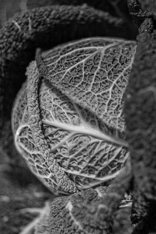 Black and white photograph of a cabbage