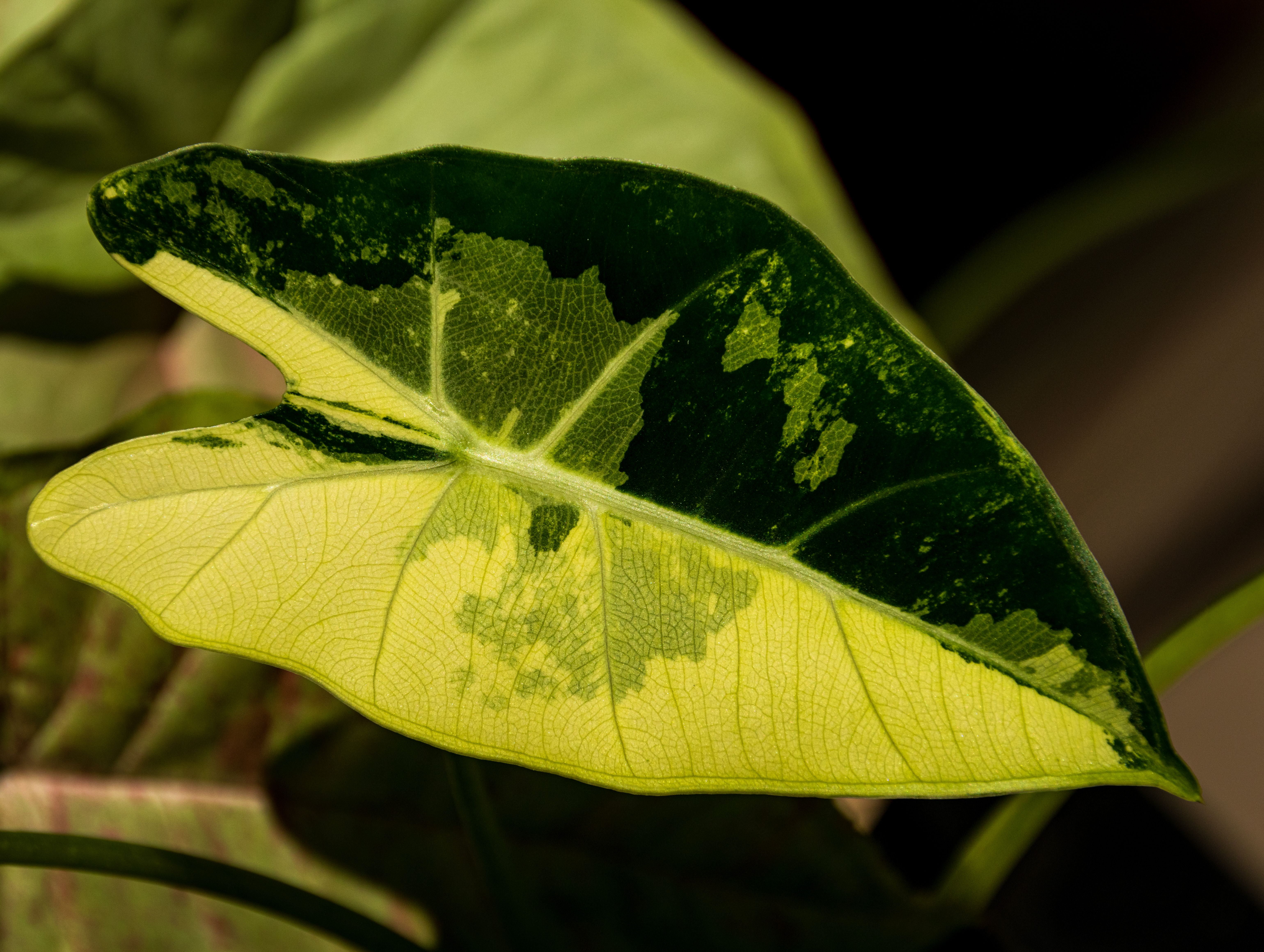 Alocasia Black Velvet Variegata