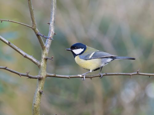Free A Great Tit (Parus major) perched on a thorny branch, showcasing wildlife in natural settings. Stock Photo