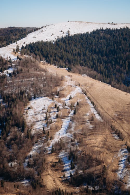 Aerial view of a snowy hillside with trees