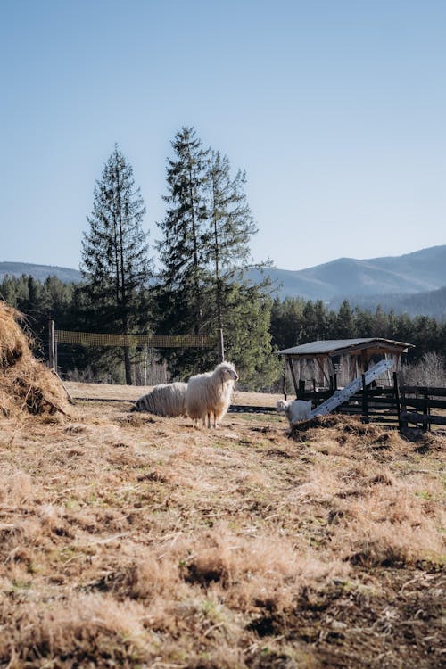 Foto profissional grátis de agricultura, animais, área