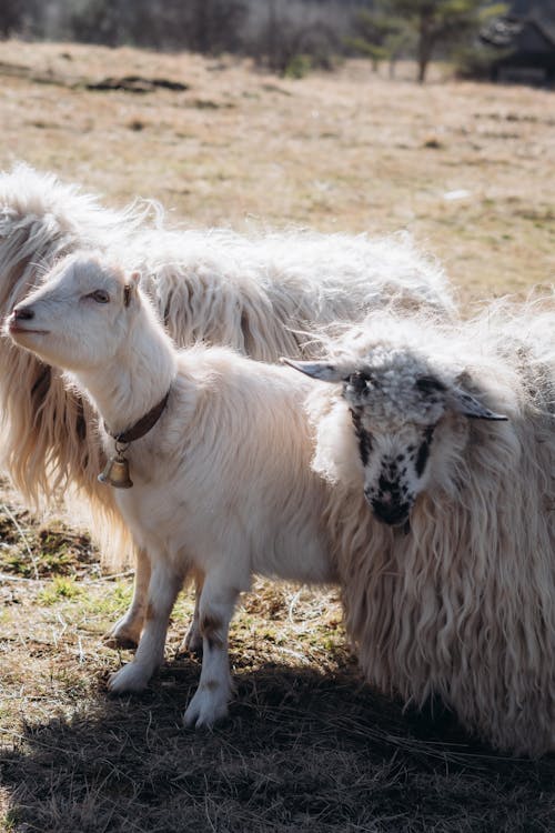 Two goats are standing in a field with their heads down