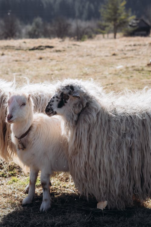 Two sheep standing in a field with a goat