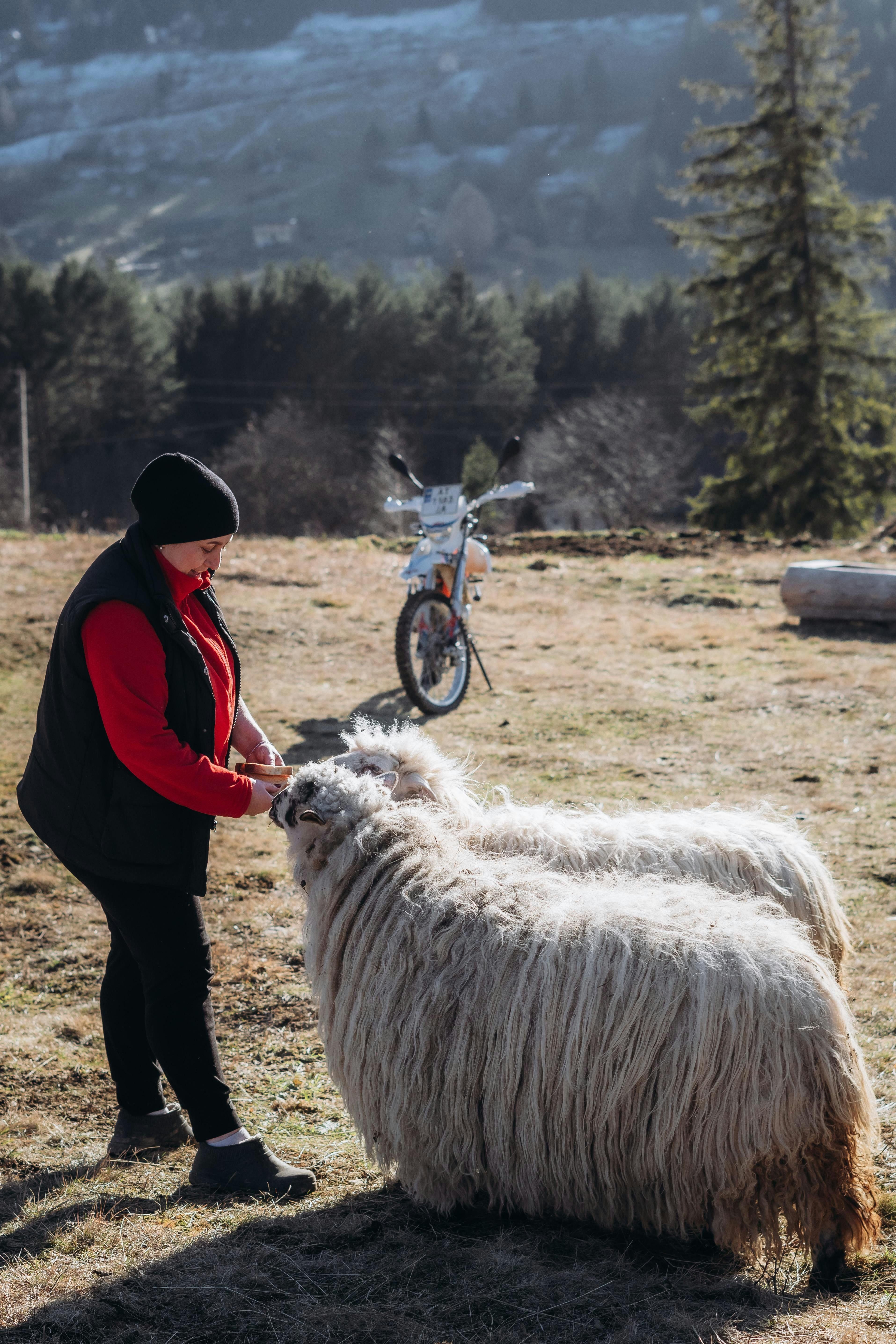 A woman feeds sheep on a sunny day in a rural pasture with mountains in the background.