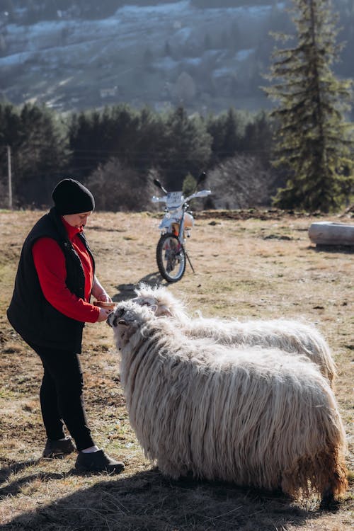 Gratis lagerfoto af arbejder, får, fodring