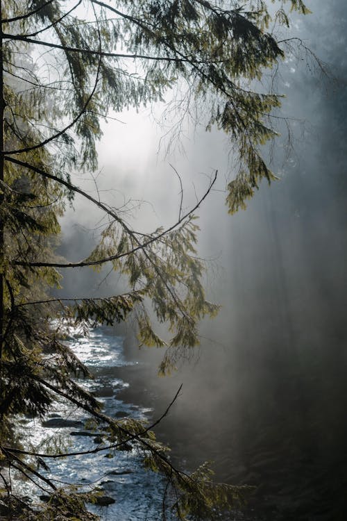 Foto profissional grátis de árvores, floresta, garoa