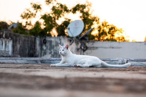 Bezpłatne Biały Kot Leżący Na Betonowej Podłodze Zdjęcie z galerii