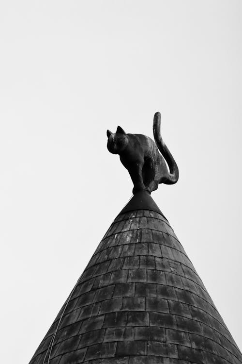 Ilmainen kuvapankkikuva tunnisteilla kissa, kuva alakulmasta, mustavalkoinen