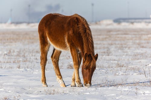 A horse is grazing in the snow