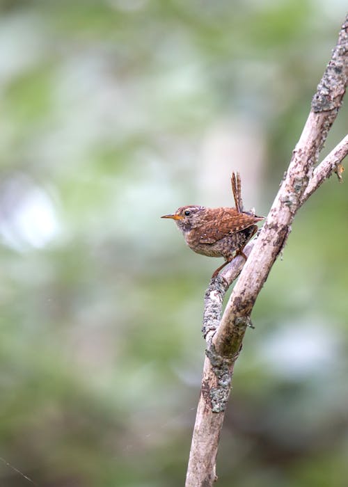 Foto stok gratis alam, bertengger, burung