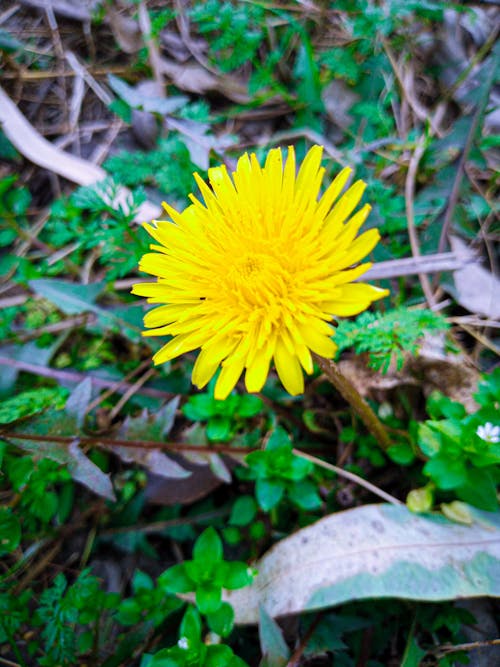 Gratis lagerfoto af blomst baggrund, gul blomst, jungle baggrund
