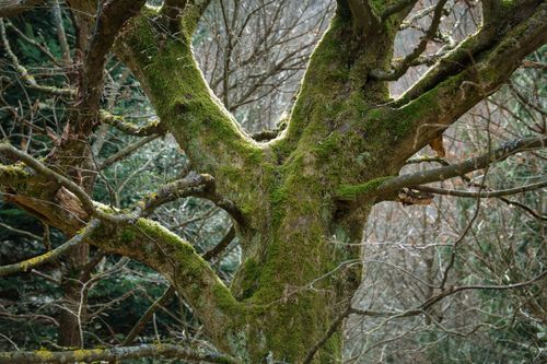 Free Close-up of a moss-covered tree in Pforzheim's serene forest during daytime. Stock Photo