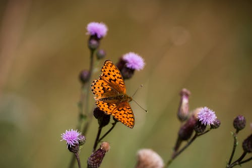 곤충, 나비, 날개의 무료 스톡 사진