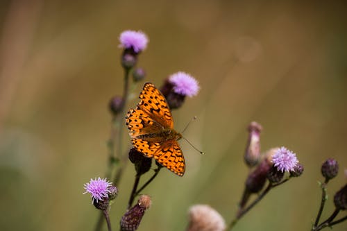 Základová fotografie zdarma na téma barva, fialová, flóra