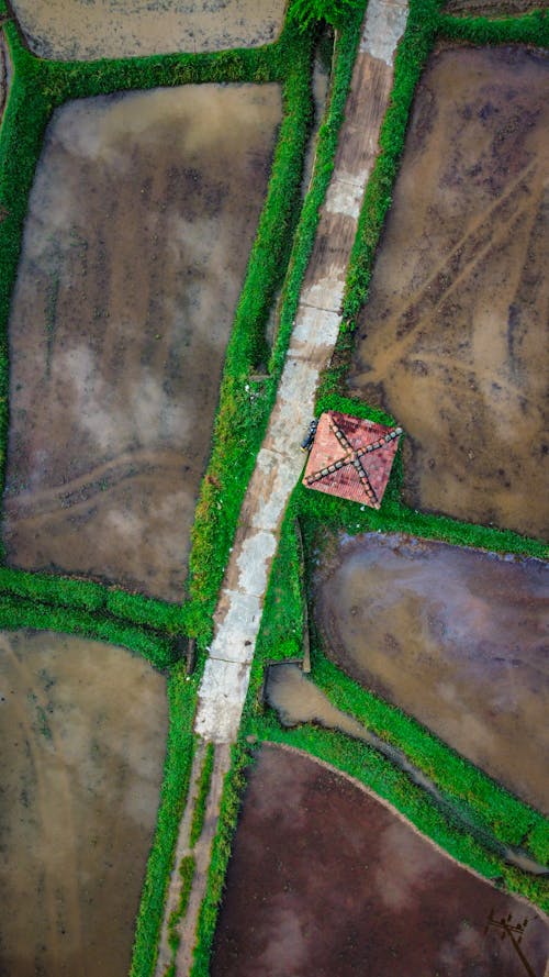 Aerial View of a Road and Rice Fields 