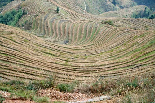 Foto profissional grátis de áreas, arrozais, colinas