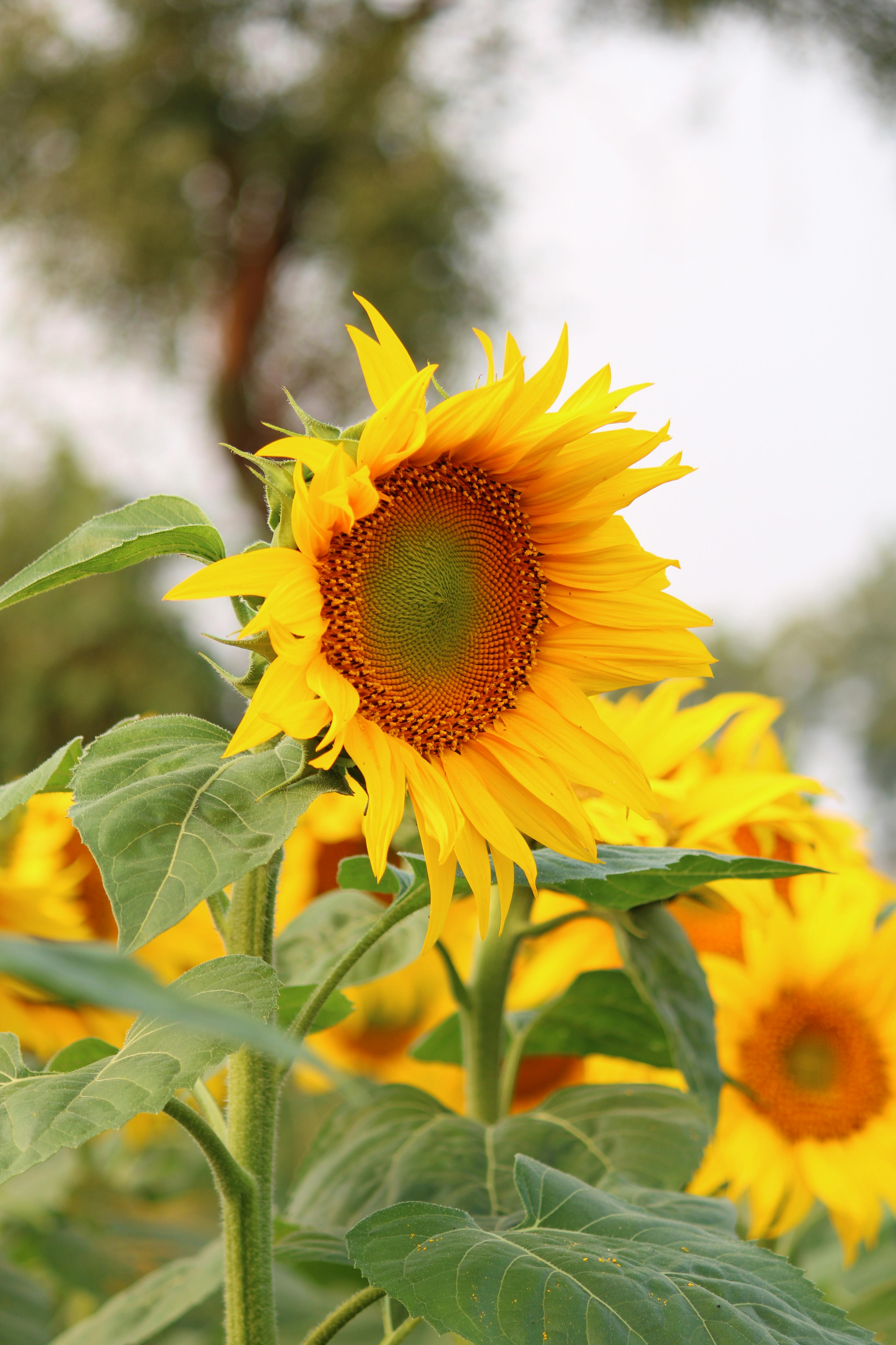 Close-up of vibrant sunflowers with green leaves in a sunny field.