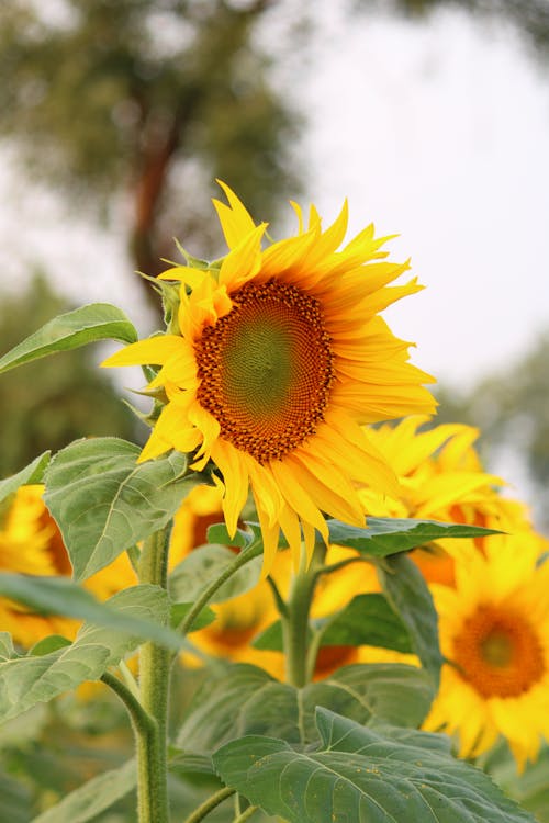 Ilmainen kuvapankkikuva tunnisteilla auringonkukat, kasvi, kukat