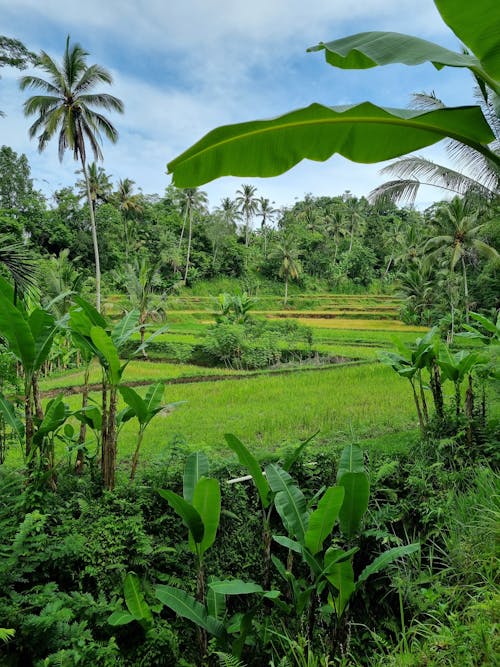 Free stock photo of rice field