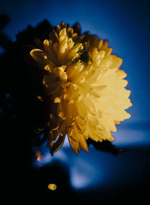 꽃잎, 노란색, 수직 쐈어의 무료 스톡 사진